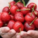 Китай будет закупать черешню в Кыргызстане