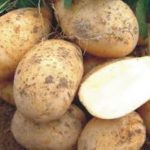 Удобрения для картофеля