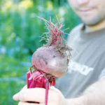 Полезные советы огородникам