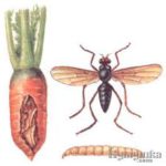 Морковная мушка