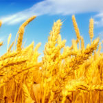 Кыргызстан приобретет у России 100 тыс. тонн пшеницы