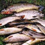 Теперь у нас рыбы будет пруд пруди?