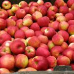 Страна ароматных яблок