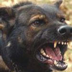 В Бишкеке собака принесла хозяину растерзанную человеческую голову