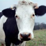 Коровам нужна помощь