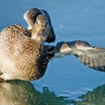 Кыргызстанец в Москве бросился в пруд спасать вмерзшую в лед утку