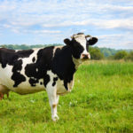 Коровам нужна помощь