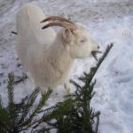 Ритуал, приносящий удачу