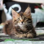 Книга рекордов Гиннесса назвала старейшую в мире кошку