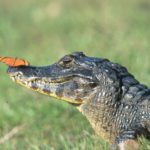 Крокодилы способны привязываться к людям