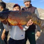 Рыба-кит Тонского района