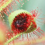 Необычные растения мира