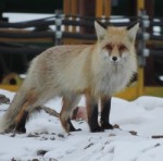 С начала работы рудника «Кумтор» увеличилась численность диких животных