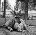 Единственный зоопарк Кыргызстана ждет помощи населения