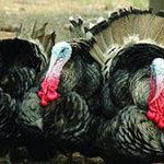 Чем кормить индюков?