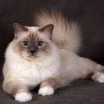 Почему кошка ложится на больное место человека?