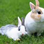 Можно ли прокормить кроликов без зерна?