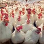 Содержание кур-несушек