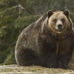 В горах Алтая вновь обнаружены следы неуловимого гигантского сайлюгемского медведя