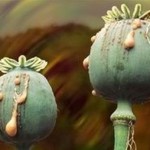 Кайфовая клумба