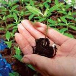 Секреты здоровой рассады