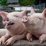 Свиньи оказались умнее собак и обезьян