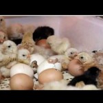 Выращивание инкубаторных цыплят