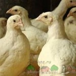 Кормление, содержание и разведение кур бройлеров