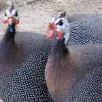 Как содержать цесарок?