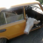 В Сокулукском районе задержан мужчина, похитивший корову односельчанки