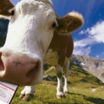 Ситуация в животноводческой отрасли — диверсия чиновников?