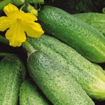 Всё, всё, всё про огурцы