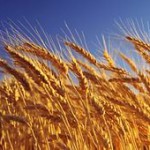 В Госматрезервы уже закупили около 5 тысяч тонн пшеницы