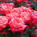 Как вырастить розы в своем саду? (Окончание)