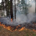 Около 500 человек тушат пожар в ущелье Чычкан