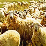 Преступная тяга к чужому добру