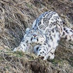 Барс – царь снежного царства