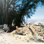 Зачем, тополёк, ты стоишь у дороги?