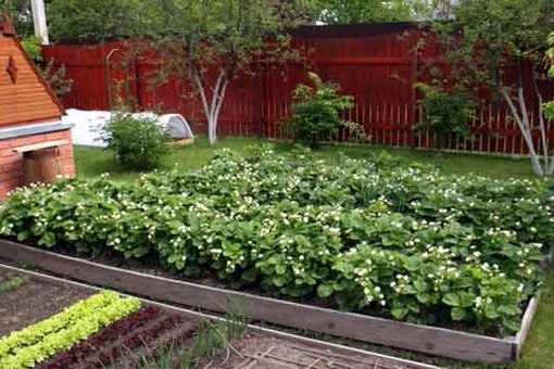 ВЕСЕННЯЯ ПОДКОРМКА ЗЕМЛЯНИКИ (КЛУБНИКИ)