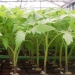 Простой и не трудоемкий способ вырастить рассаду