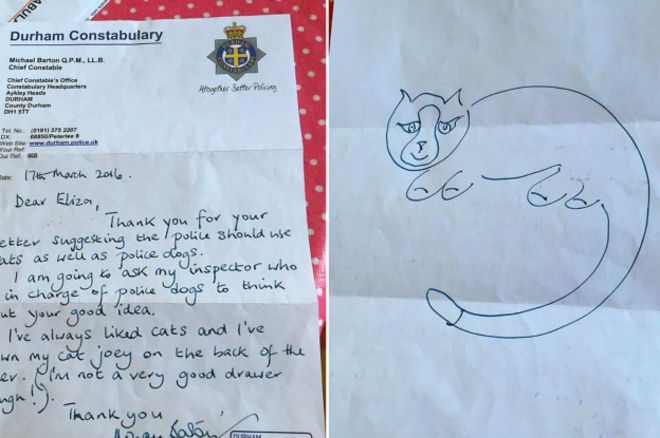 Полиция британского графства возьмет на службу кота
