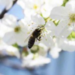 Свойства продуктов пчеловодства