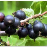 Борьба с мучнистой росой смородины