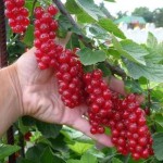 В десять раз больше урожай малины и смородины!