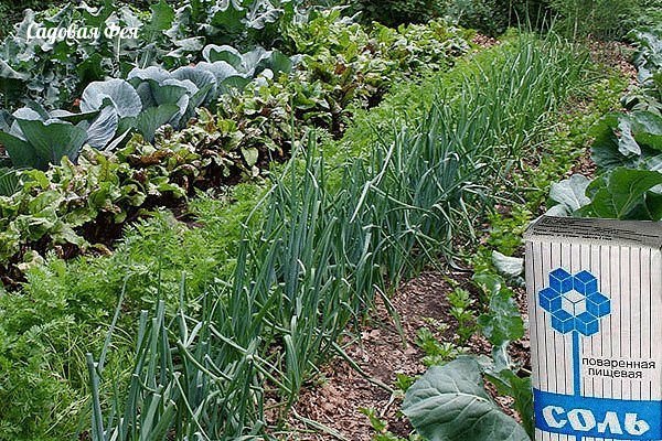 ИСПОЛЬЗОВАНИЕ СОЛИ В ОГОРОДЕ
