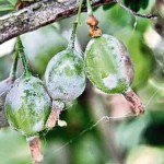 Мучнистая роса на смородине и крыжовнике