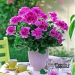 Как герань поможет избавиться от головной боли?