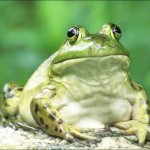 Как объяснить тварям безмозглым?