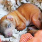 Опасная любовь к животным