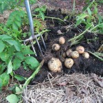Соль, сахар, чеснок и кефир заменят химию на огороде!